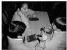 Black and White Photograph