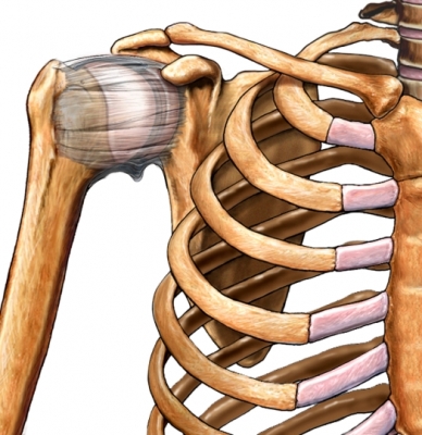 Shoulder Joint Capsule