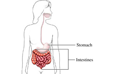 The Intestines