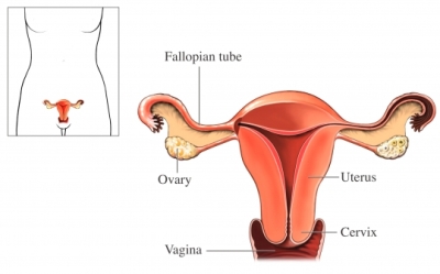 Nucleus Image