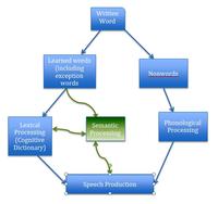 Fluency (speech-language pathology) | EBSCO Research Starters