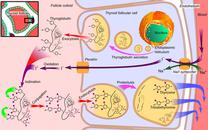 Thyroid hormone (drug interactions) | Complementary and Alternative Medicine | Research Starters | EBSCO Research Thyroid hormone (drug interactions) | Complementary and Alternative Medicine | Research Starters | EBSCO Research
